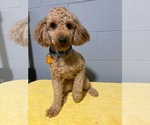 Small #1 Poodle (Miniature)