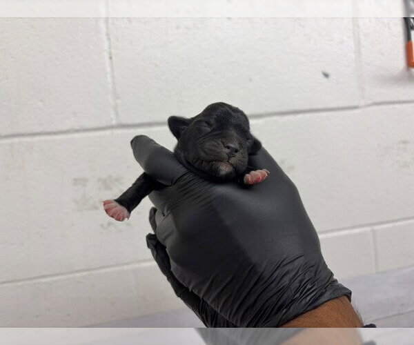 Medium Photo #1 Mutt Puppy For Sale in San Bernardino, CA, USA