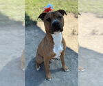 Small American Pit Bull Terrier Mix
