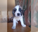 Puppy 2 German Shepherd Dog-Old English Sheepdog Mix