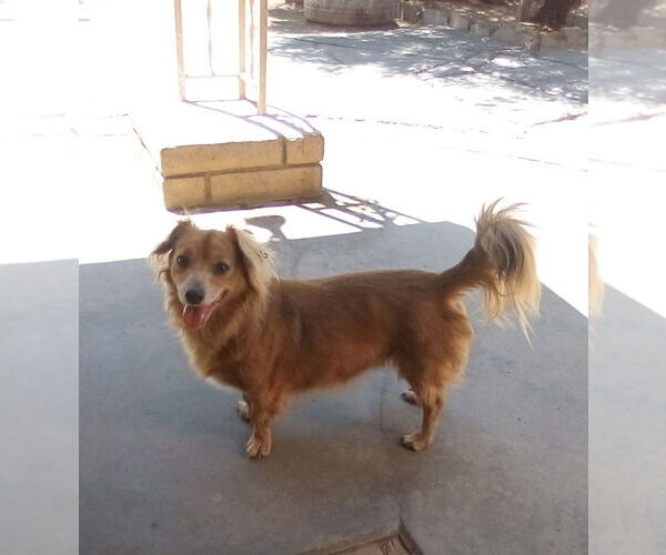 Medium Photo #5 Dachshund-Unknown Mix Puppy For Sale in Apple Valley, CA, USA