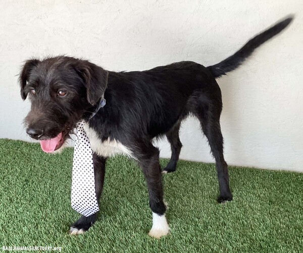 Medium Photo #3 German Wirehaired Pointer-Unknown Mix Puppy For Sale in San Diego, CA, USA