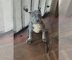 Small American Bully