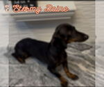 Small #5 Dachshund