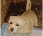 Small Photo #2 Cairn Terrier-Unknown Mix Puppy For Sale in San Antonio, TX, USA