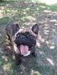 Small Photo #1 French Bulldog Puppy For Sale in MEXICO, ME, USA