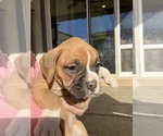Small Photo #13 Boxer Puppy For Sale in BANNING, CA, USA