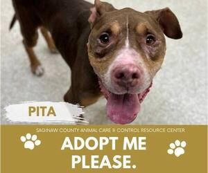 American Pit Bull Terrier Dogs for adoption in Saginaw, MI, USA