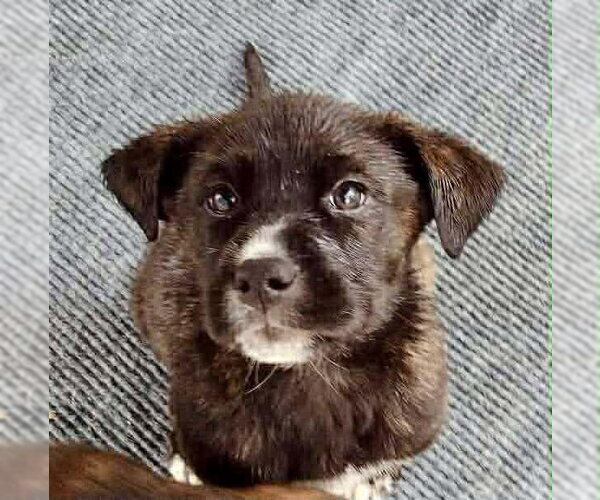Medium Photo #3 Boxador Puppy For Sale in Columbus, IN, USA