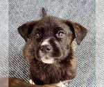 Small #2 Boxador