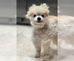 Small #4 Pomeranian Mix