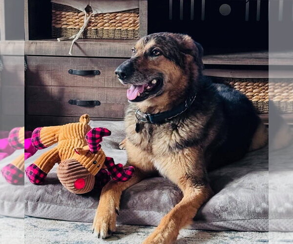 Medium Photo #1 Australian Shepherd-German Shepherd Dog Mix Puppy For Sale in Aurora, IN, USA