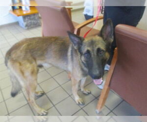 German Shepherd Dog Dogs for adoption in Ocala, FL, USA