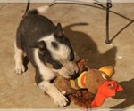Small #5 Australian Cattle Dog-Border Collie Mix