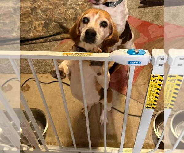 Medium Photo #2 Beagle Puppy For Sale in Rootstown, OH, USA