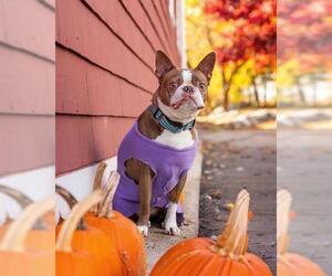Boston Terrier Dogs for adoption in Dedham, MA, USA