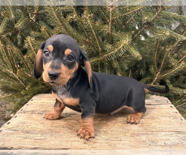 Medium Photo #4 Dachshund Puppy For Sale in MIDDLEBURY, IN, USA