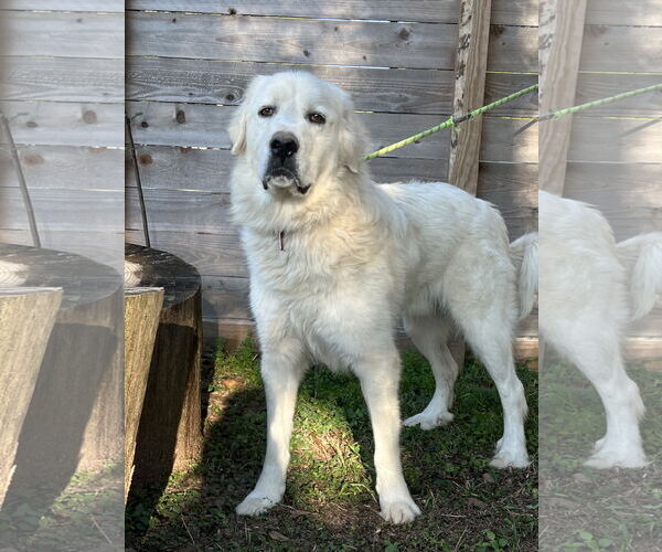 Medium Photo #5 Great Pyrenees Puppy For Sale in Spring, TX, USA