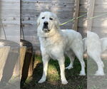 Small #4 Great Pyrenees