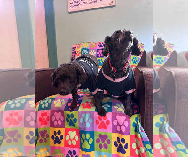 Medium Photo #8 Poodle (Miniature) Puppy For Sale in Pacolet, SC, USA