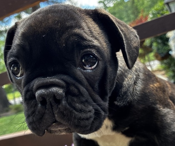 Medium Photo #2 French Bulldog Puppy For Sale in VIRGINIA BEACH, VA, USA