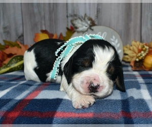 English Springer Spaniel Puppy for sale in EAST PALESTINE, OH, USA