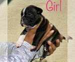 Small Photo #2 American Bully Puppy For Sale in VACAVILLE, CA, USA