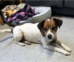 Small #2 Jack Russell Terrier Mix