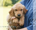 Small #1 Golden Retriever