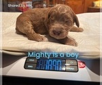 Puppy Mighty Goldendoodle