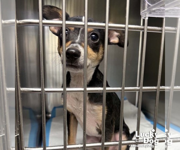 Medium Photo #4 Chihuahua-Unknown Mix Puppy For Sale in Washington, DC, USA