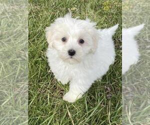Coton de Tulear Puppy for sale in CANOGA, NY, USA