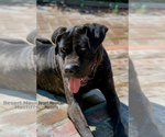 Small Photo #17 Mastiff Puppy For Sale in HEMET, CA, USA