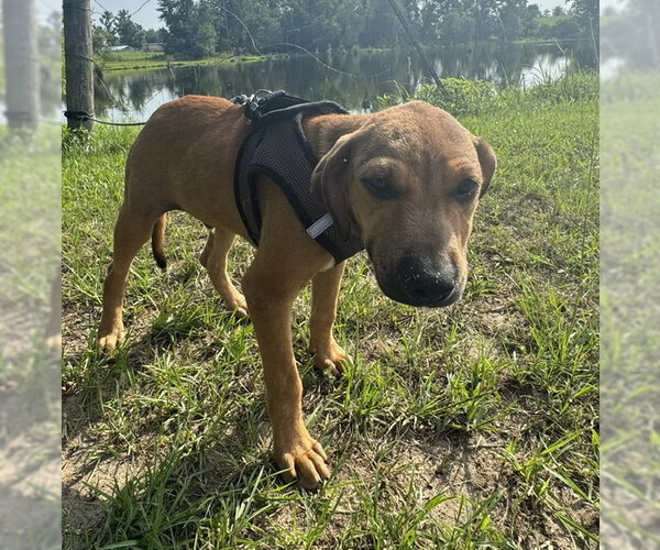 Medium Photo #2 Labrador Retriever-Unknown Mix Puppy For Sale in Tarrytown, GA, USA