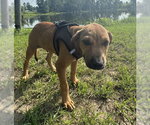 Small #1 Labrador Retriever Mix