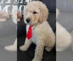 Small Photo #9 Sheepadoodle Puppy For Sale in FONTANA, CA, USA