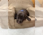 Small #6 Labrador Retriever
