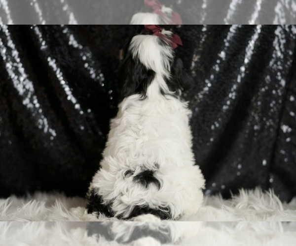 Medium Photo #94 Cavapoo Puppy For Sale in WARSAW, IN, USA