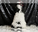 Small Photo #94 Cavapoo Puppy For Sale in WARSAW, IN, USA