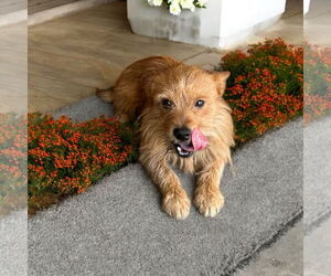 Mutt Dogs for adoption in Menifee, CA, USA