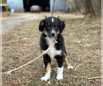 Puppy Diesel Miniature Australian Shepherd
