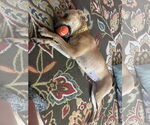 Small #2 Mutt