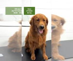 Small #2 Golden Retriever