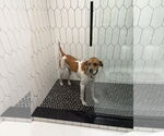 Small #2 Mutt