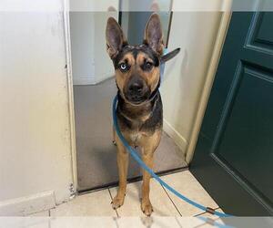 German Shepherd Dog Dogs for adoption in Pasadena, CA, USA
