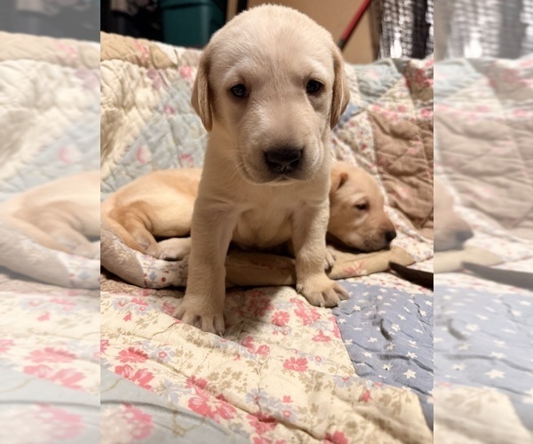 Medium Photo #5 Labrador Retriever Puppy For Sale in SUMMERVILLE, SC, USA