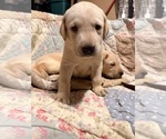 Small #4 Labrador Retriever