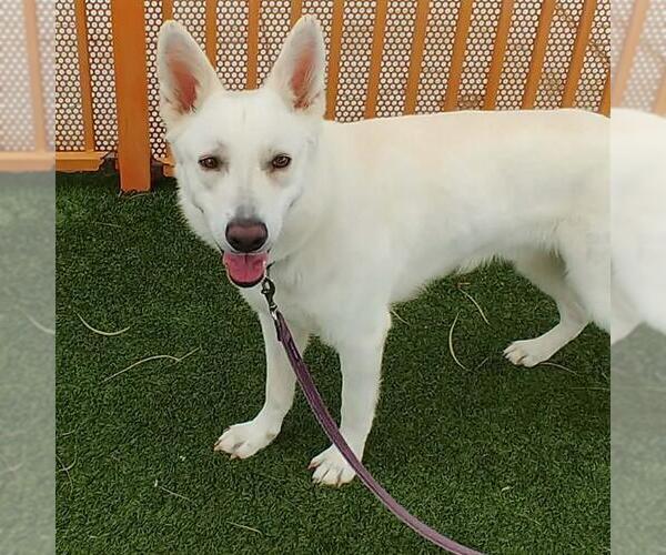 Medium Photo #2 Gerberian Shepsky Puppy For Sale in Las Vegas, NV, USA