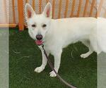 Small #1 Gerberian Shepsky