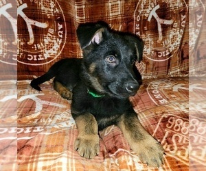 German Shepherd Dog Puppy for Sale in WEST LAFAYETTE, Ohio USA